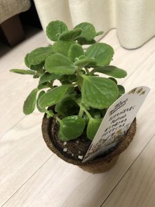 大人になっても…